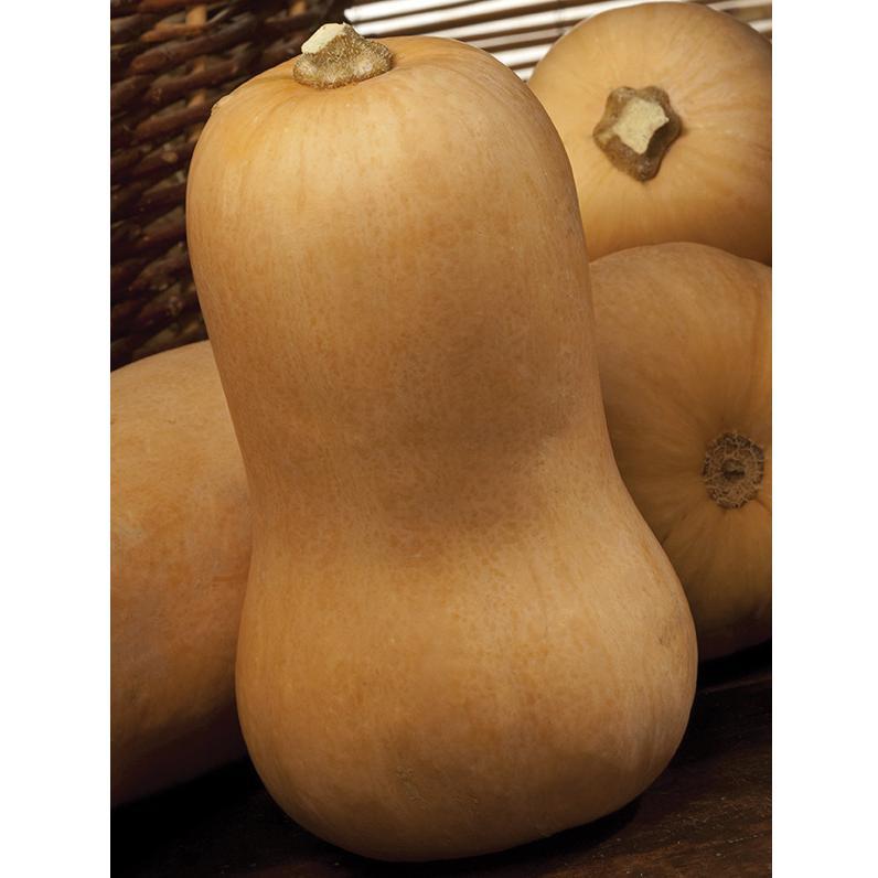 Насіння гарбуза Сибель F1 (1000 сем.) Clause, фото 1