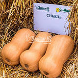 Насіння гарбуза Сибель F1 (1000 сем.) Clause, фото 3