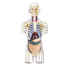 Об'ємна анатомічна модель Торс людини