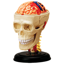 Об'ємна анатомічна модель Черепно-мозкова коробка людини