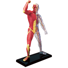 Об'ємна анатомічна модель Мускули та скелет людини