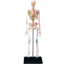 Об'ємна анатомічна модель Скелет людини