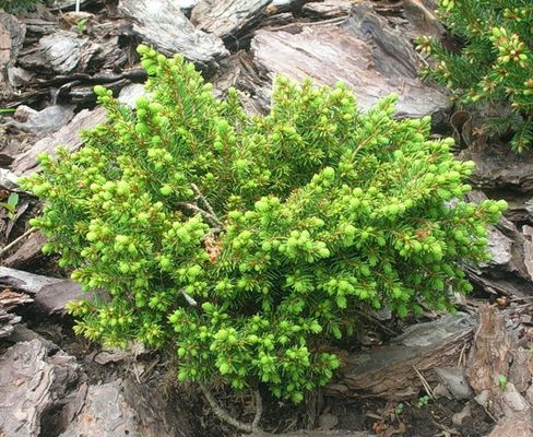 Picea little gem