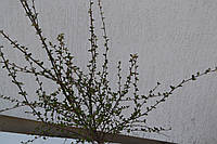 Кизильник "Cotoneaster horisotalis" C7