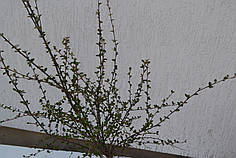 Кизильник "Cotoneaster horisotalis" C7