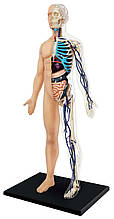 Об'ємна анатомічна модель Тіло людини