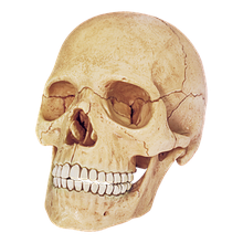 Об'ємна анатомічна модель Череп людини