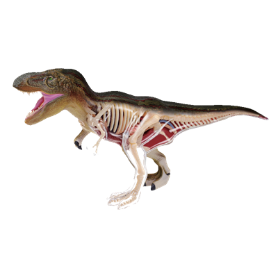 Об'ємна анатомічна модель Динозавр Тиранозавр