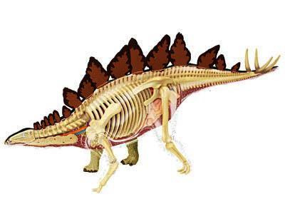 Об'ємна анатомічна модель Стегозавр