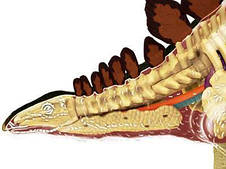 Об'ємна анатомічна модель Стегозавр, фото 3