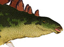Об'ємна анатомічна модель Стегозавр, фото 3