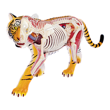 Об'ємна анатомічна модель Тигр