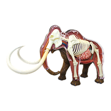 Об'ємна анатомічна модель Мамонт