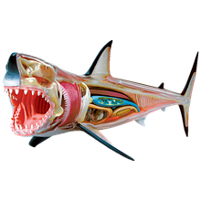 Об'ємна анатомічна модель Велика біла акула