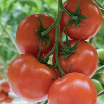 Насіння томату Беллавиза (Belavisa RZ) F1, 1000 насіння