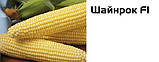 Насіння солодкого (цукрових) кукурудзи Шайнрок F1, 100 тис. насінин, фото 3