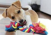 Іграшки для собак