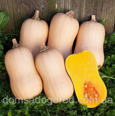 Гарбуз ТІАНА F1 | TIANA F1 Enza Zaden 500 насінин