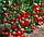Томат ХІТОМАКС F1 / HITOMAKS F1 Kitano Seeds 100 шт, фото 3