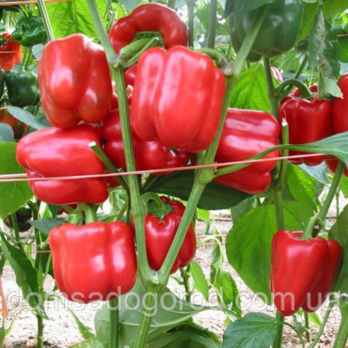 Перець РЕД ДЖЕТ | RED JET  Rijk Zwaan 1000 насінин