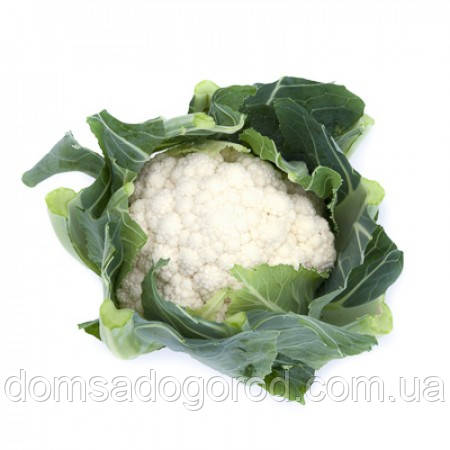 Капуста цвітна ШАМБОРД F1 | CHAMBORD F1 Rijk Zwaan 2500 шт.