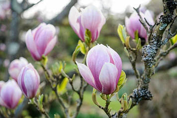 Магнолія Суланжа  2 -річна  Magnolia x soulangeana