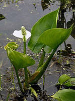 Калла болотна - Calla palustris, Білокрильник