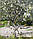 Деревце-2, підставка для квітів на 3-7 чаш, фото 2