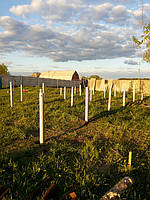 Свайное поле без обрезки свай.