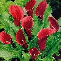 Бульби Калла Callafornia Red 12/14(1 шт)