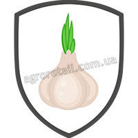 Насіння часнику