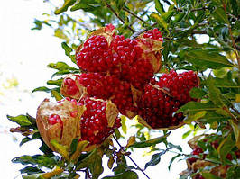 Гранат великоплідний «Конійський зуб» (Dente di Cavallo) 10-20 см. кімнатний