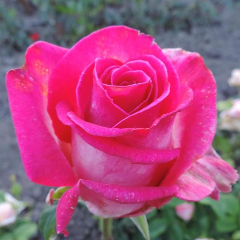 Саджанці чайно-гібридної троянди Верді (Rose Verdi)