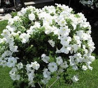 Petunia Conchita Grande White