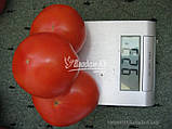 Насіння томату АКЕЛА F1, 5000 насіння New!, фото 2