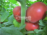 Насіння рожевого томату ФЕНДА F1, 1000 насіння, фото 3