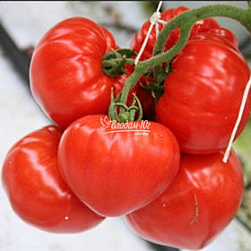 Насіння томату САРРА F1, насіння 250 New!