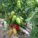 Насіння томату АЙДАР F1, насіння 250 New!, фото 3