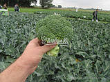Насіння броколі КОРОС F1, 1000 насіння New!, фото 2