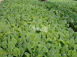 Насіння капусти БРАВО F1, насіння 10000, фото 8