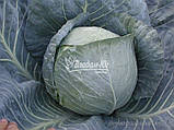 Насіння капусти БРАВО F1, насіння 10000, фото 9