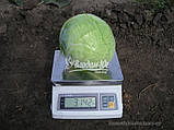 Насіння капусти КАУНТ F1, 10000 насіння (Elisem), фото 3