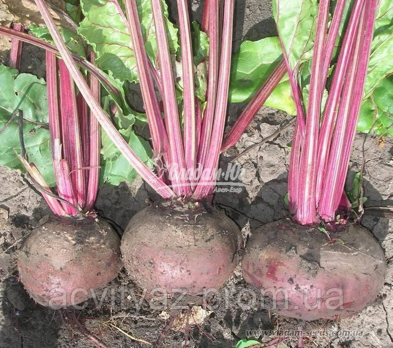 Насіння буряка ДЕТРОЙТ, 5 кг