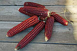 Червона натуральна кукурудза, 3 шт\уп, фото 2
