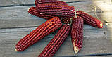 Червона натуральна кукурудза, 3 шт\уп, фото 3
