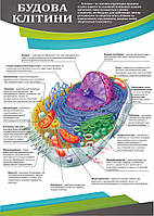 Санбюллетень "Будова клітини" анатомічний плакат