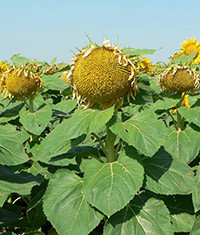 Насіння соняшнику Тайгер, Seed Grain Company