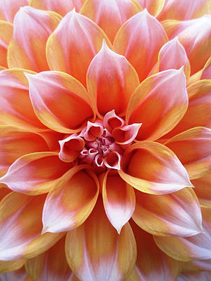 Жоржина високоросла Peaches and Cream, фото 3
