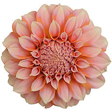 Жоржина високоросла Peaches and Cream, фото 4