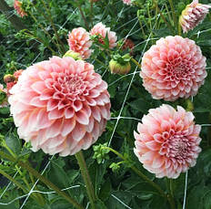 Жоржина високоросла Peaches and Cream, фото 5